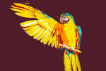 展翅的鸟手绘素描效果插画装饰画