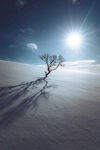 雪原孤树