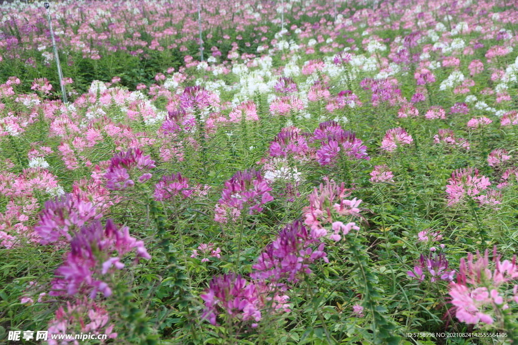 醉蝶花海