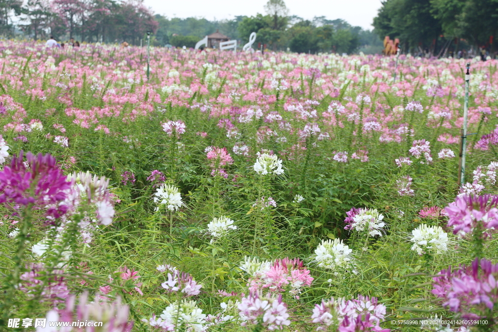 翰林湖花海 