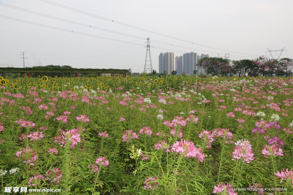 郊外醉蝶花海