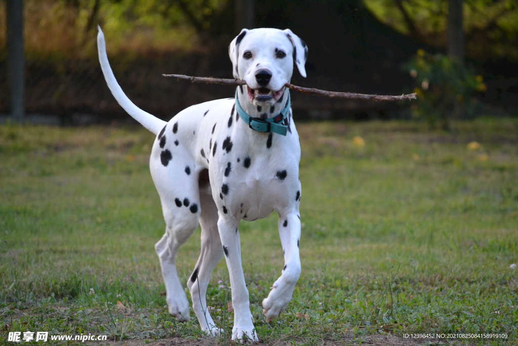 大麦町犬宠物狗