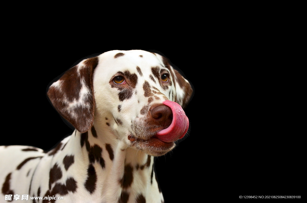 大麦町犬宠物狗