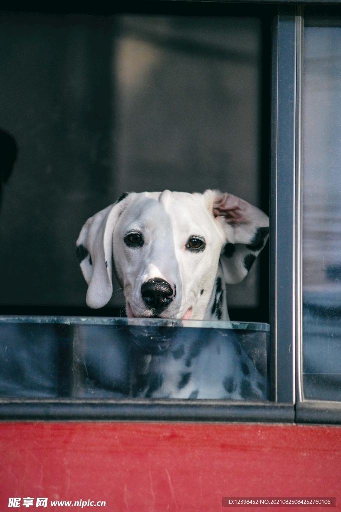 大麦町犬宠物狗