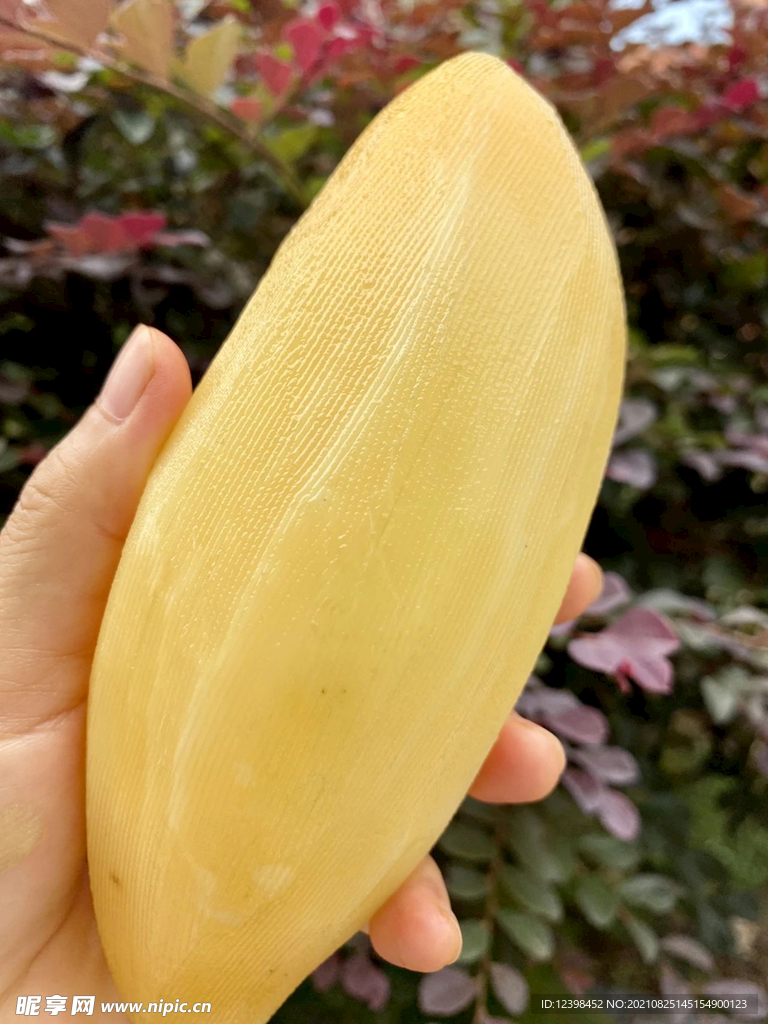 雪莲果