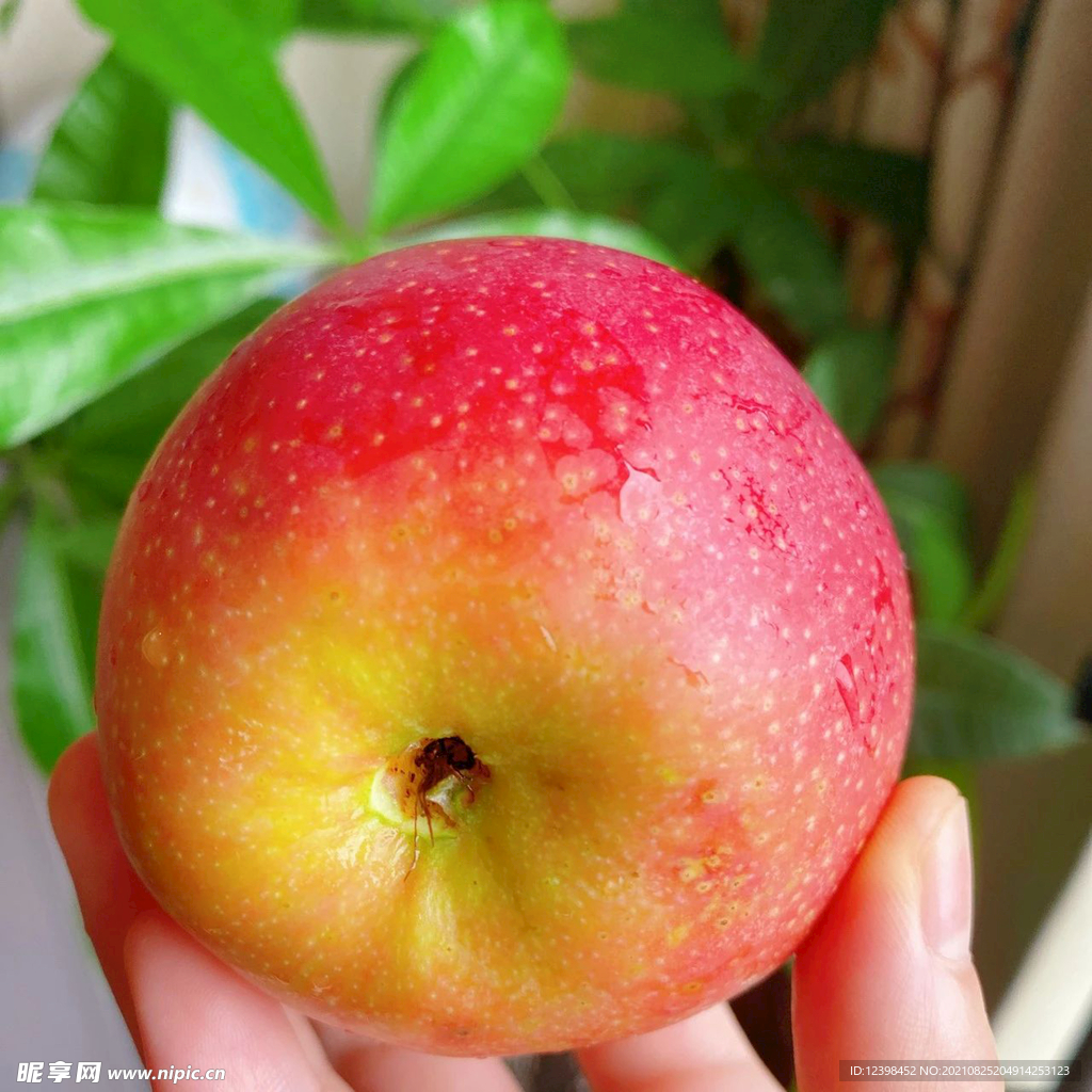 香甜的苹果