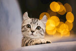 猫星人