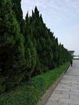 柏树柏木陵园
