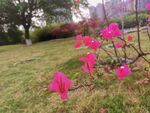 三角梅三叶梅三角花光叶子花