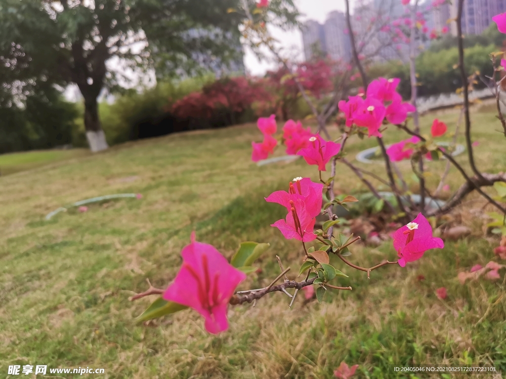 三角梅三叶梅三角花光叶子花