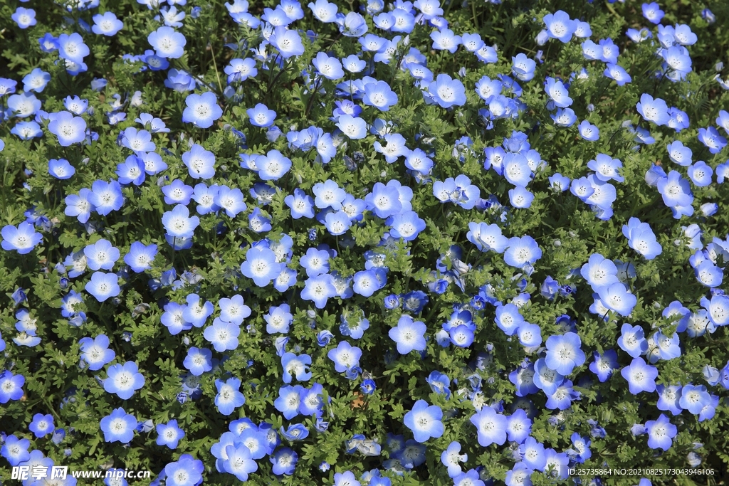 蓝花