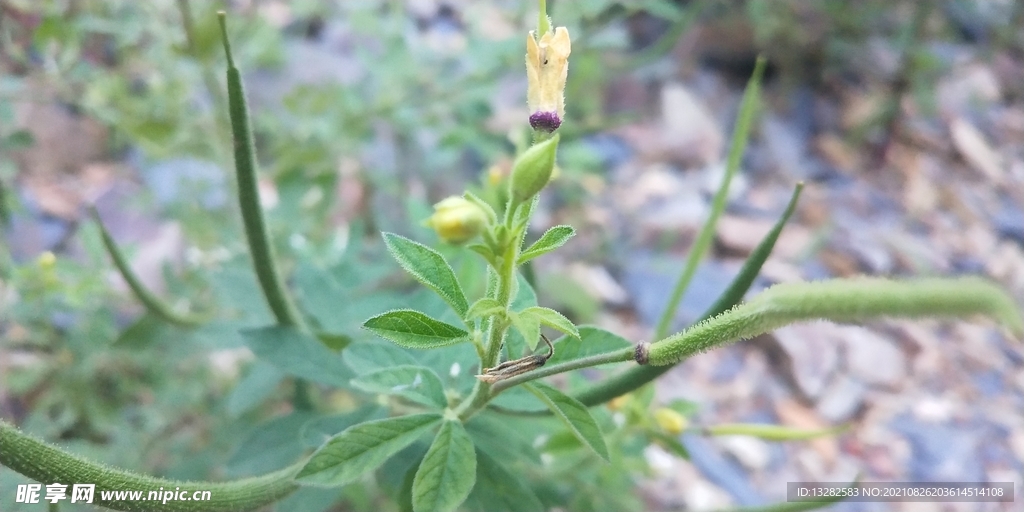 黄花草野外图片