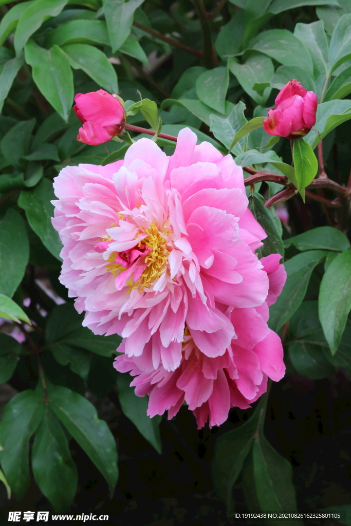 芍药花