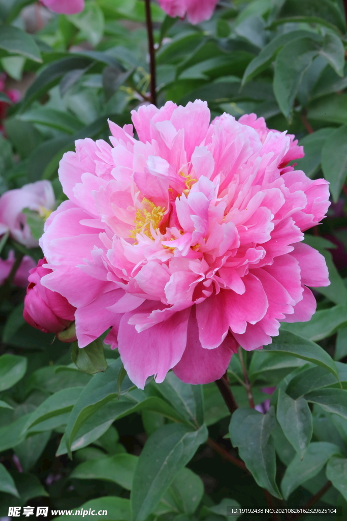 芍药 