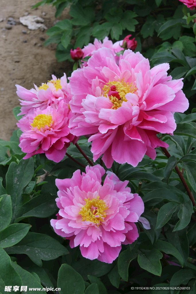 芍药