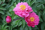 芍药花 
