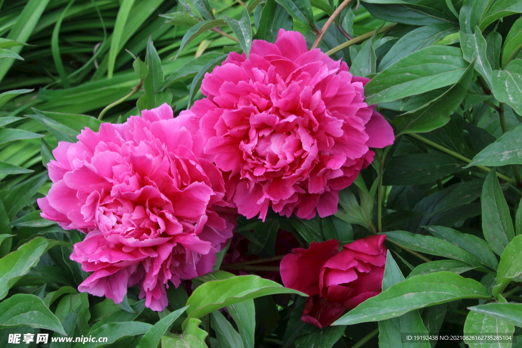 芍药花 
