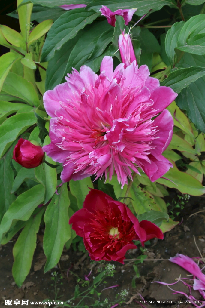 芍药 