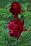 芍药花