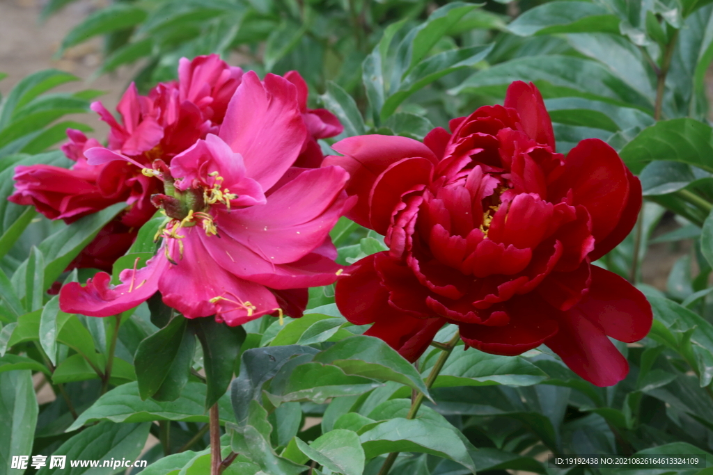 芍药花
