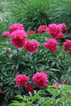 芍药花 