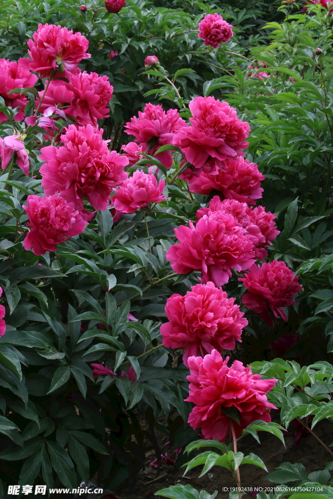 芍药花 