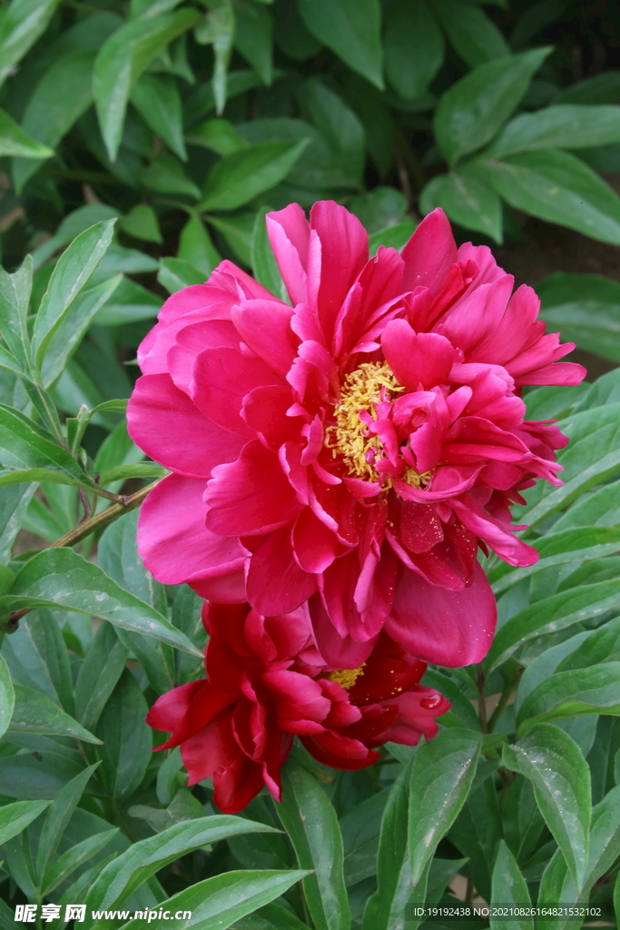 芍药  