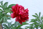 芍药花 