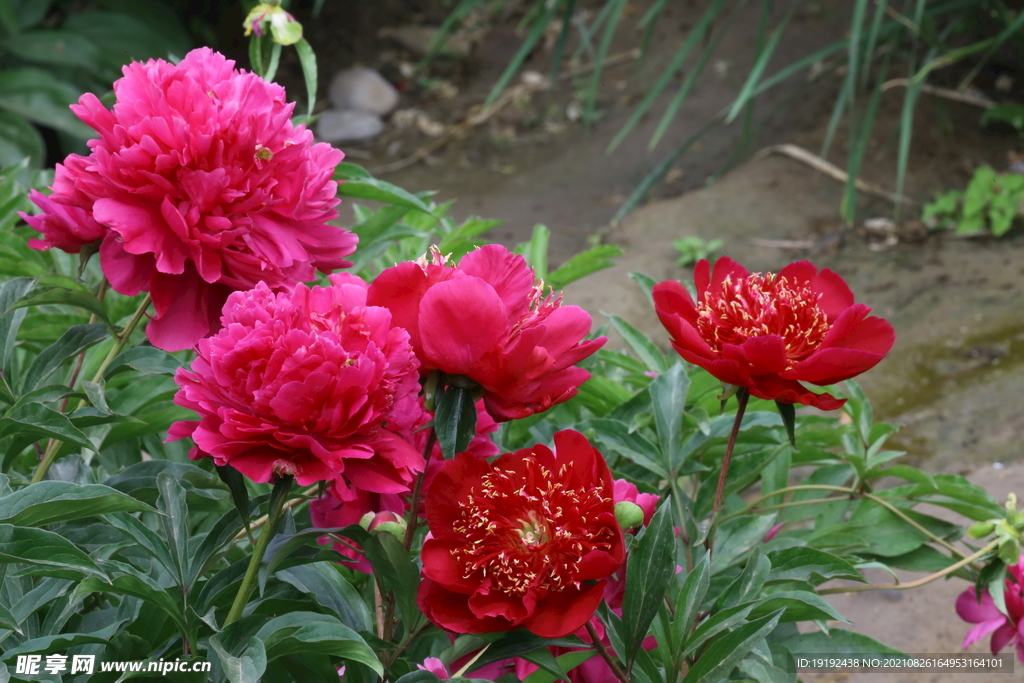 芍药 