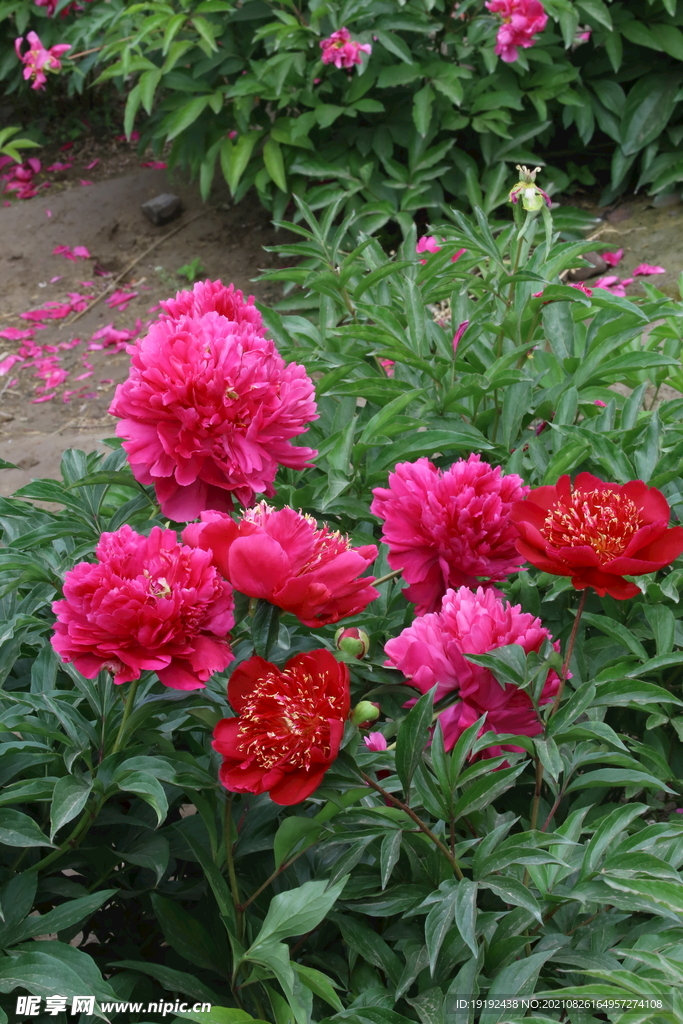芍药花