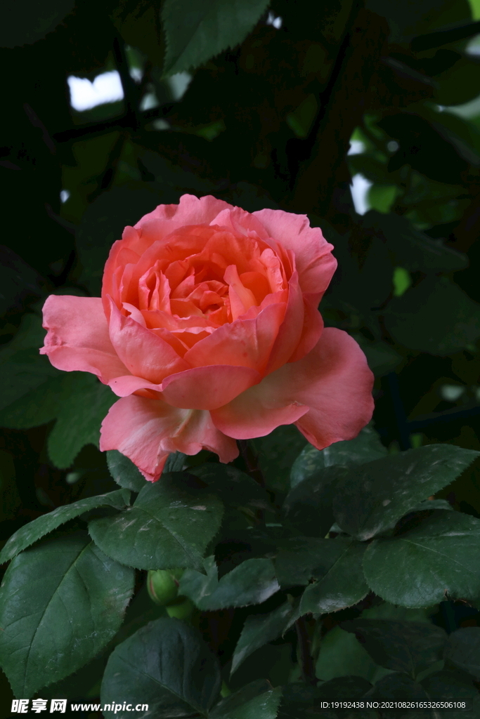 月季花 