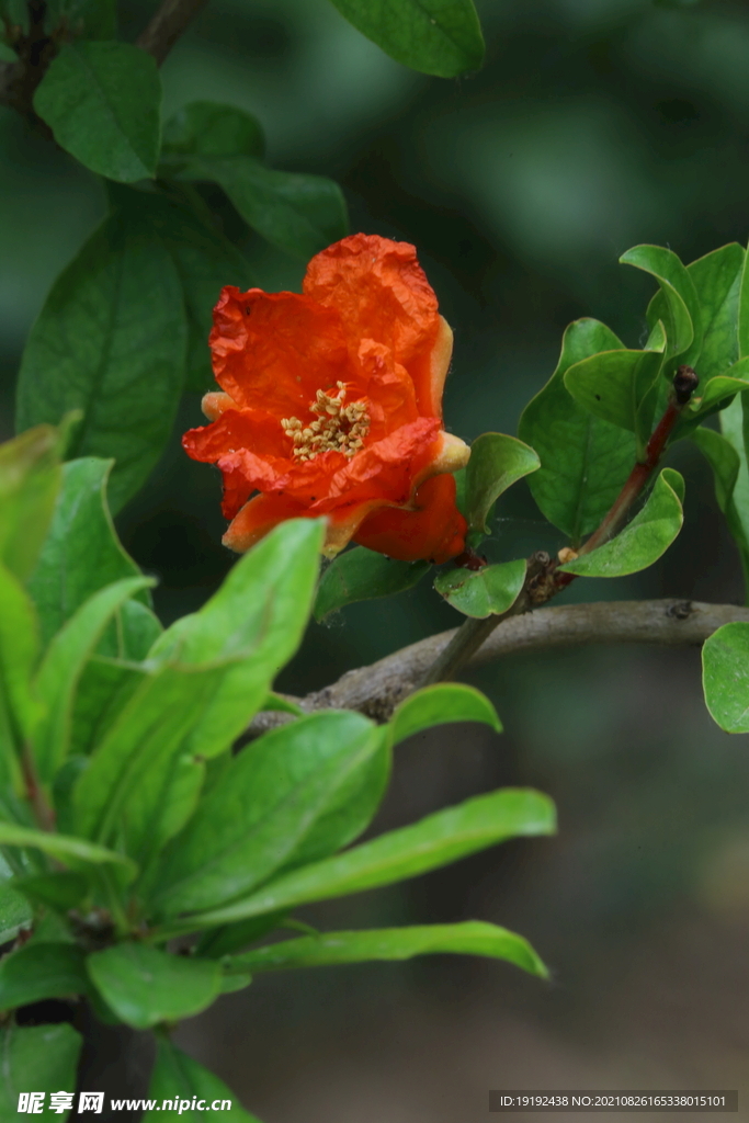 石榴花 