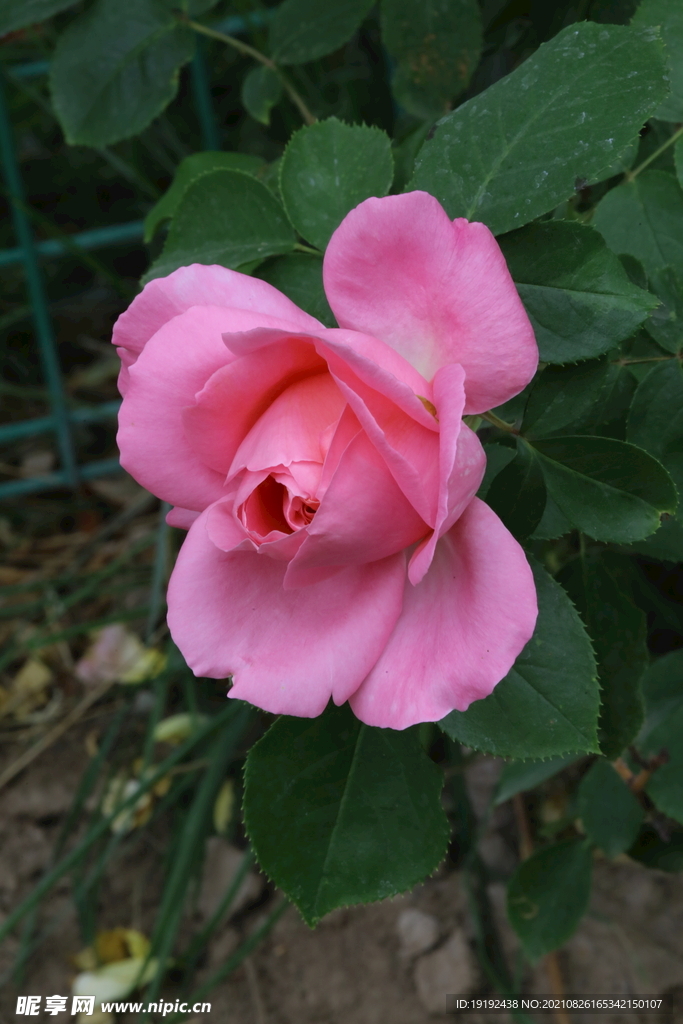 月季花 