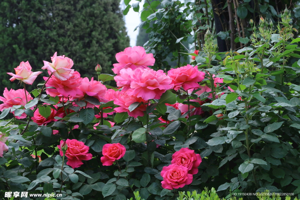 月季花 