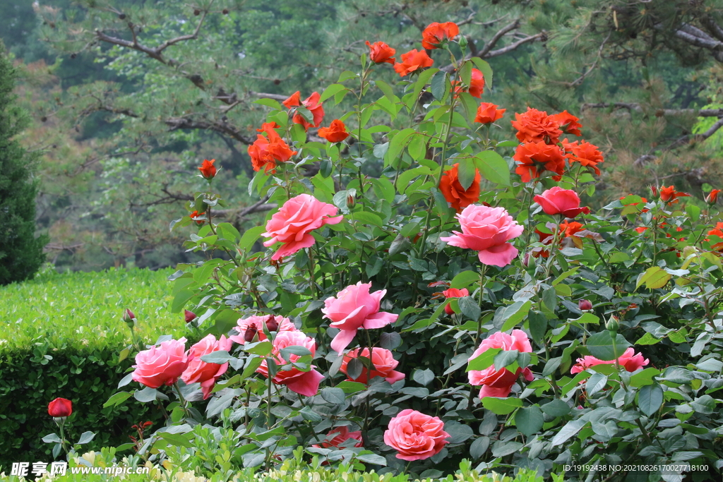 月季花