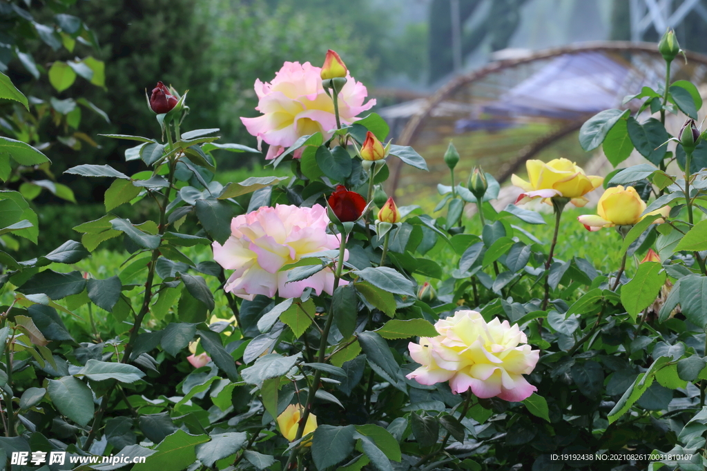 月季花