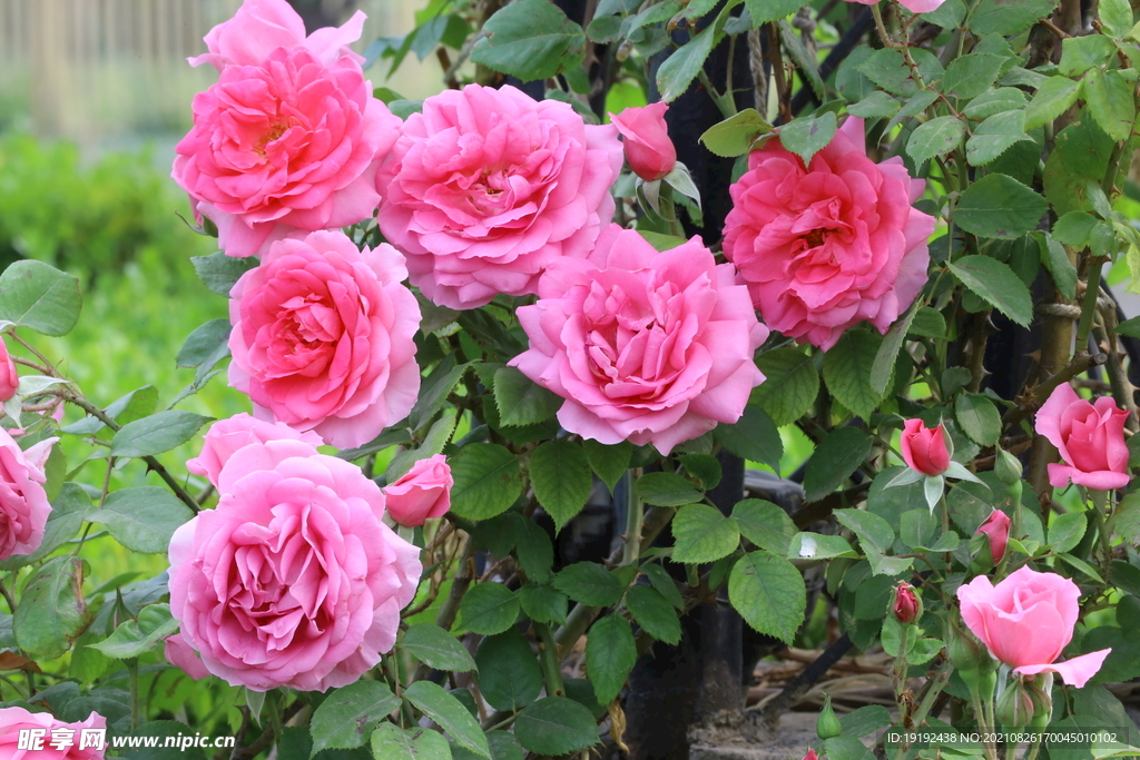 月季花