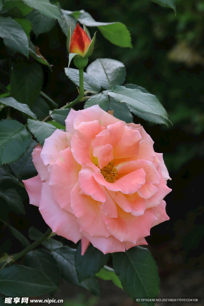 月季花