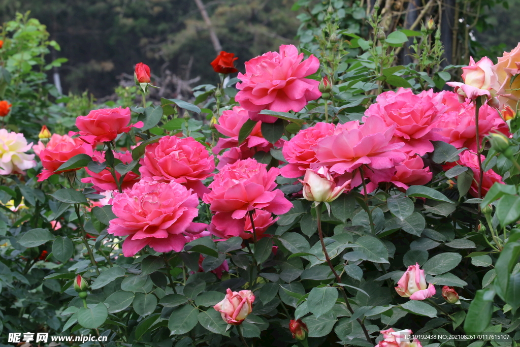 月季花 