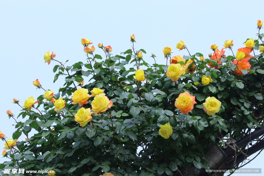 月季花 