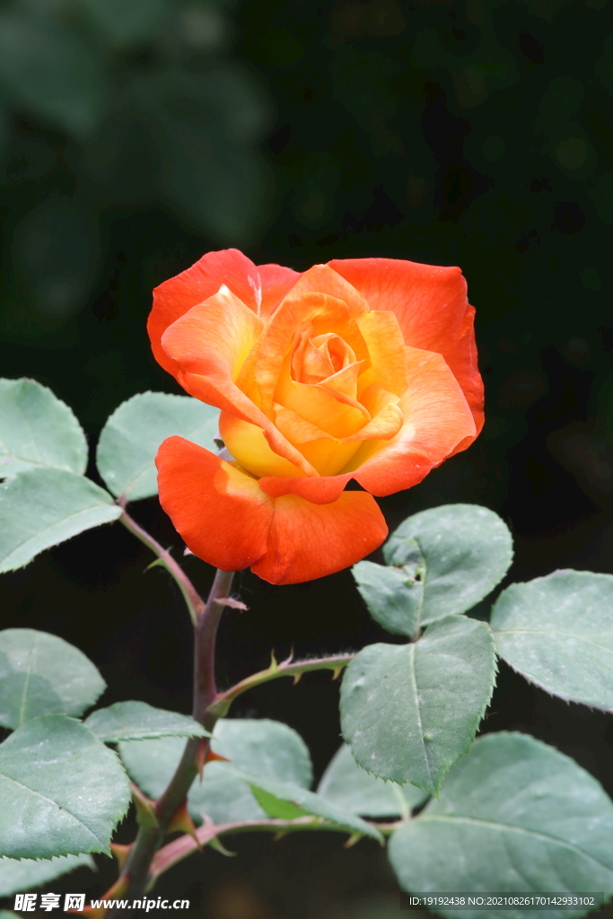 月季花