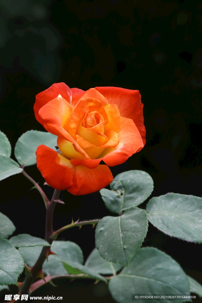 月季花 