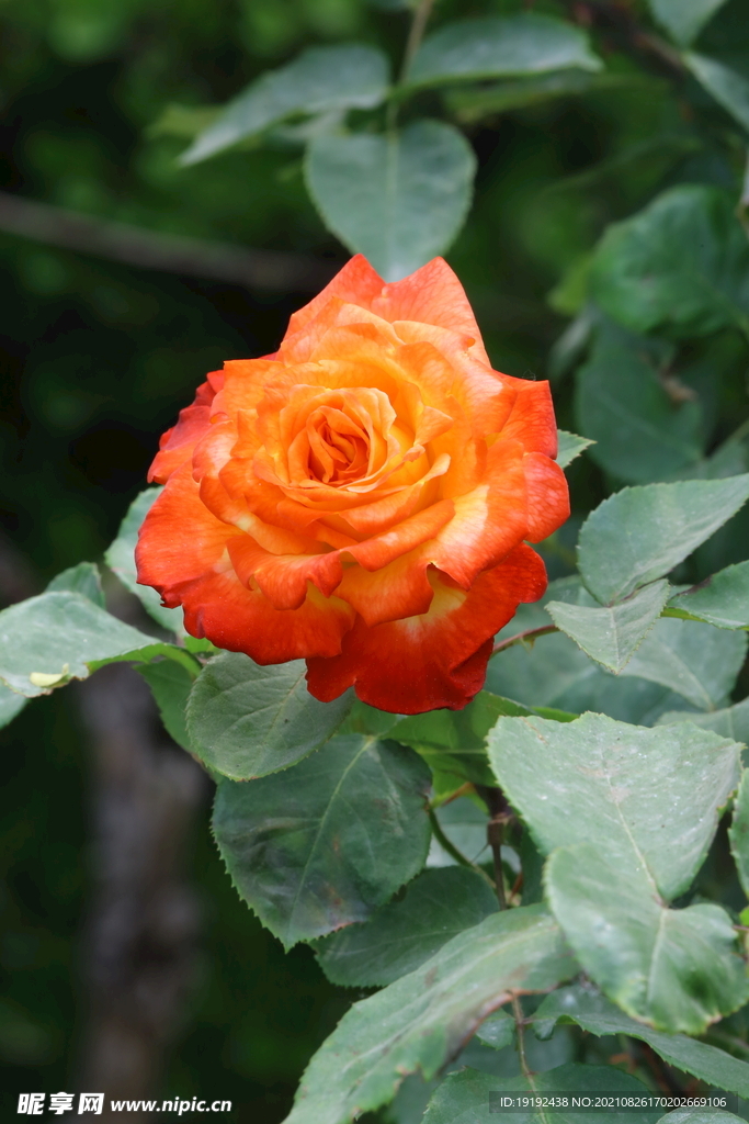 月季花