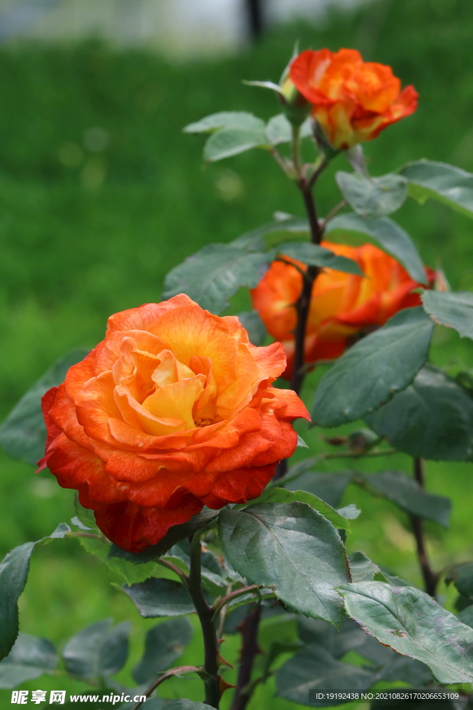 月季花 