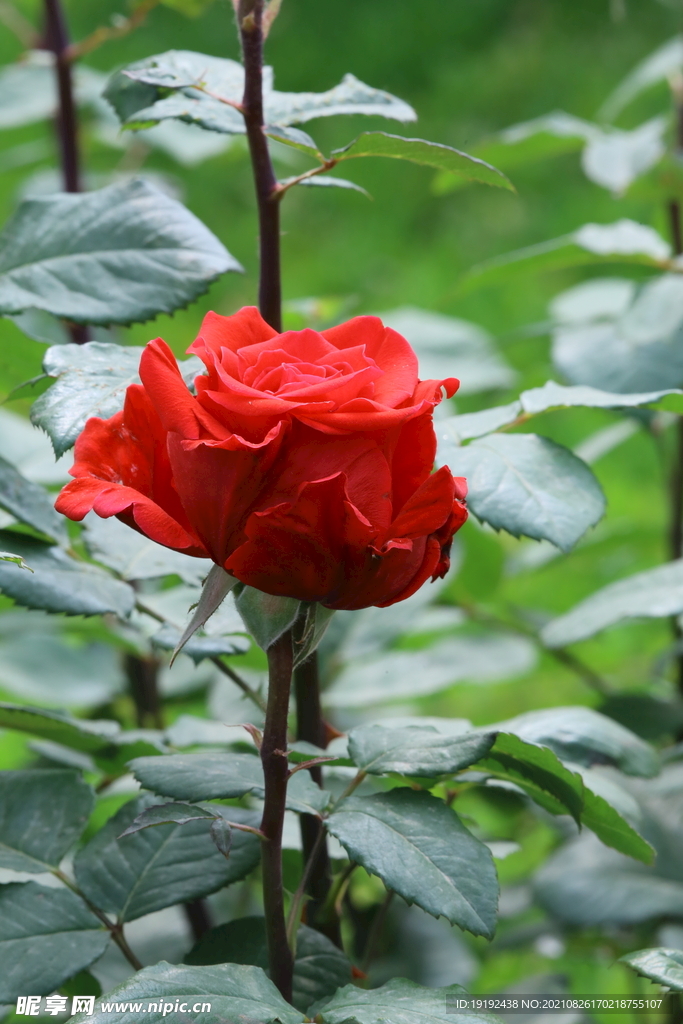 月季花 