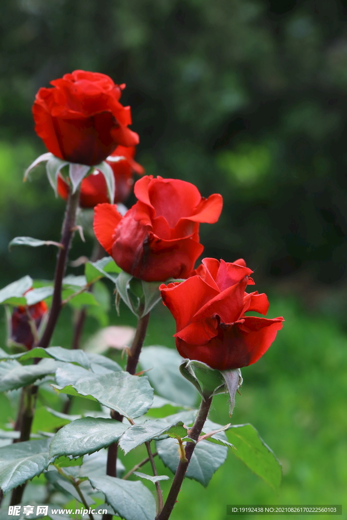 月季花