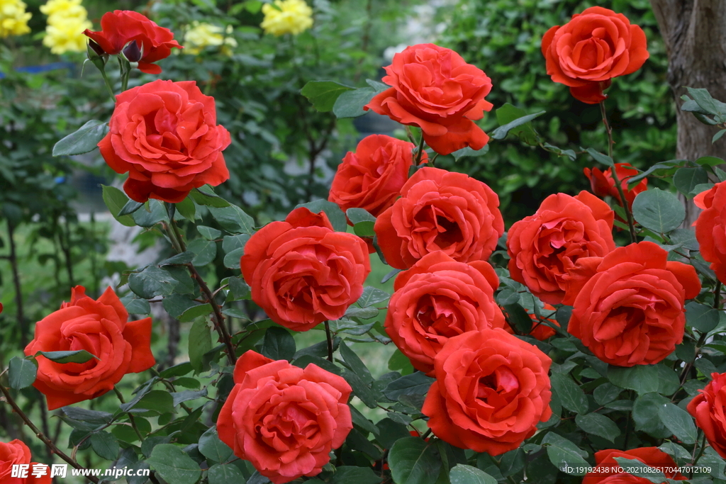 月季花