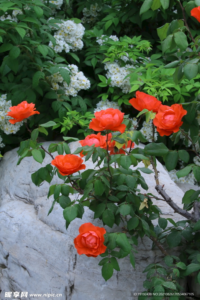 月季花 