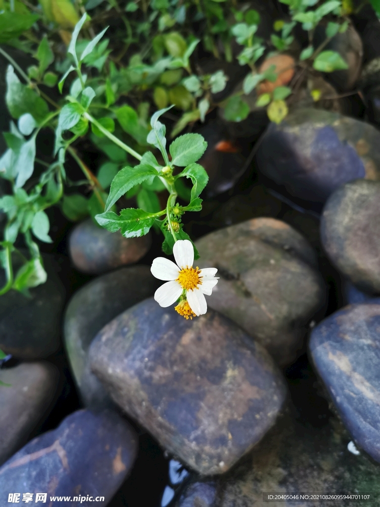 鹅卵石野花菊花