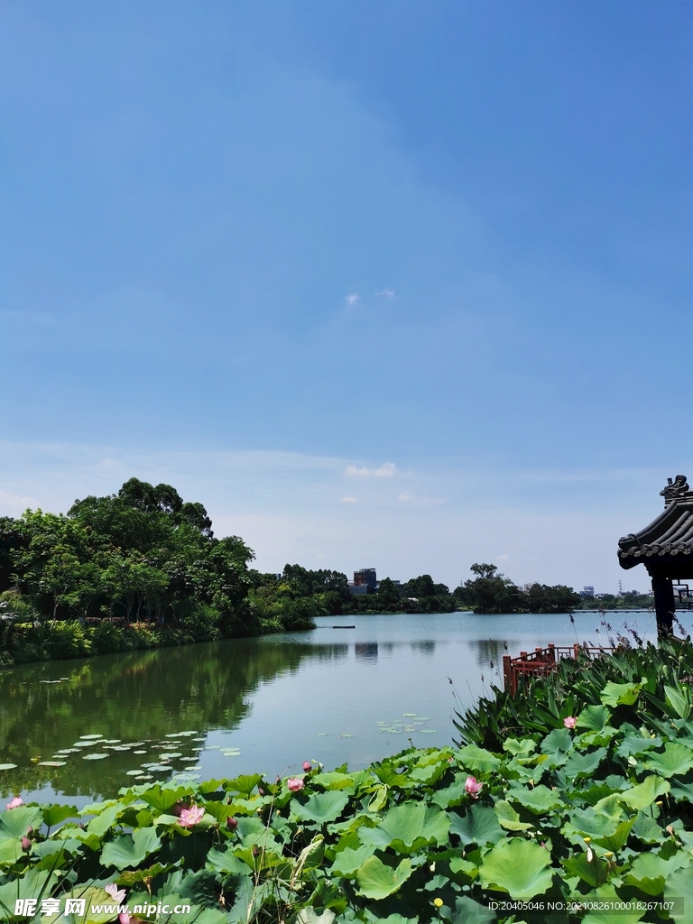 东湖景观荷花盛开